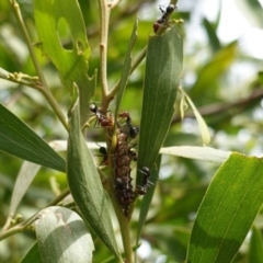 Jalmenus ictinus at Hughes, ACT - 19 Jan 2019 09:54 AM