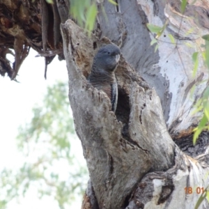 Callocephalon fimbriatum at Hughes, ACT - suppressed