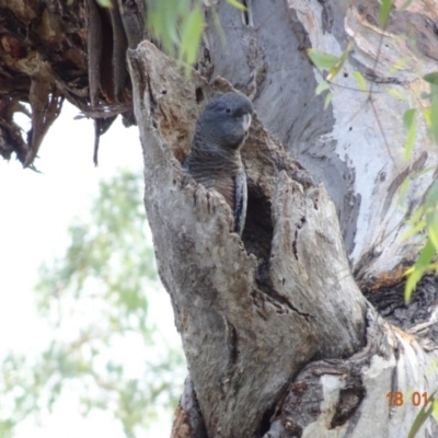 Callocephalon fimbriatum (Gang-gang Cockatoo) at Federal Golf Course - 17 Jan 2019 by TomT