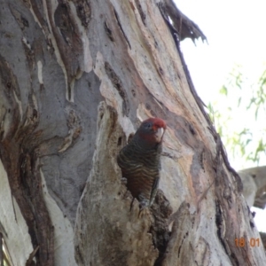 Callocephalon fimbriatum at Hughes, ACT - suppressed