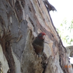 Callocephalon fimbriatum at Hughes, ACT - 18 Jan 2019