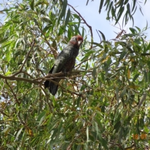 Callocephalon fimbriatum at Hughes, ACT - suppressed