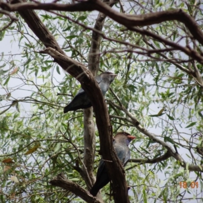Eurystomus orientalis (Dollarbird) at Red Hill to Yarralumla Creek - 17 Jan 2019 by TomT