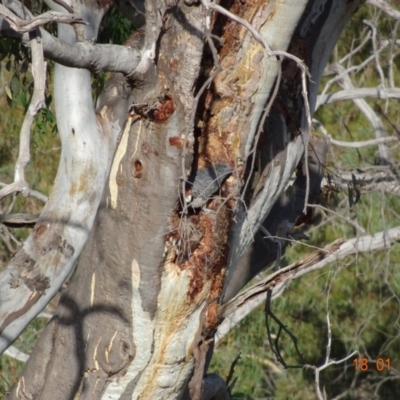 Callocephalon fimbriatum (Gang-gang Cockatoo) at Deakin, ACT - 17 Jan 2019 by TomT