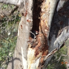 Callocephalon fimbriatum at Deakin, ACT - 18 Jan 2019