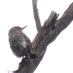 Daphoenositta chrysoptera (Varied Sittella) at Carwoola, NSW - 19 Jan 2019 by KumikoCallaway