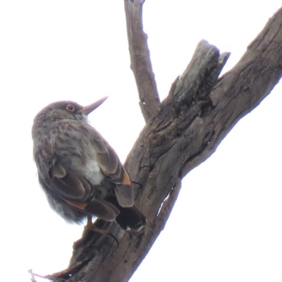 Daphoenositta chrysoptera (Varied Sittella) at Carwoola, NSW - 18 Jan 2019 by KumikoCallaway