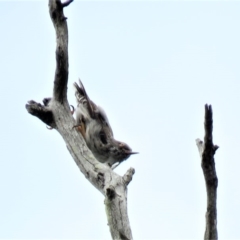 Daphoenositta chrysoptera at Carwoola, NSW - 19 Jan 2019