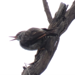 Daphoenositta chrysoptera at Carwoola, NSW - 19 Jan 2019