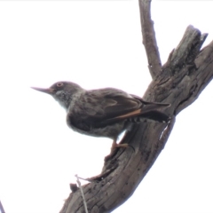 Daphoenositta chrysoptera at Carwoola, NSW - 19 Jan 2019