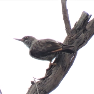 Daphoenositta chrysoptera at Carwoola, NSW - 19 Jan 2019 09:43 AM