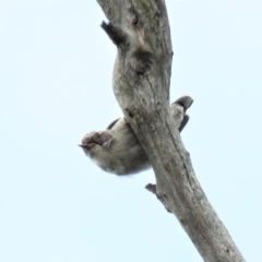 Daphoenositta chrysoptera at Carwoola, NSW - 19 Jan 2019