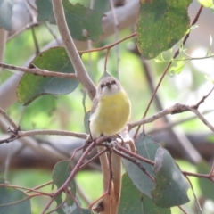 Gerygone olivacea (White-throated Gerygone) at Carwoola, NSW - 19 Jan 2019 by KumikoCallaway