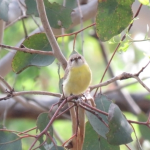 Gerygone olivacea at Carwoola, NSW - 19 Jan 2019