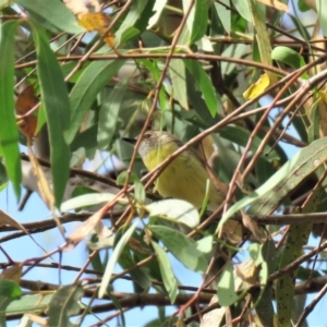 Gerygone olivacea at Carwoola, NSW - 19 Jan 2019