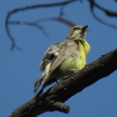 Gerygone olivacea at Carwoola, NSW - 19 Jan 2019