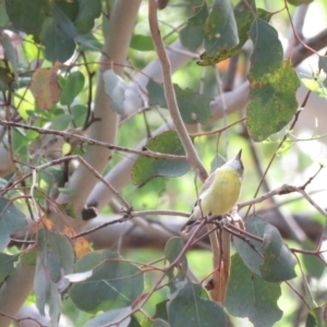 Gerygone olivacea at Carwoola, NSW - 19 Jan 2019