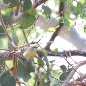 Gerygone olivacea at Carwoola, NSW - 19 Jan 2019