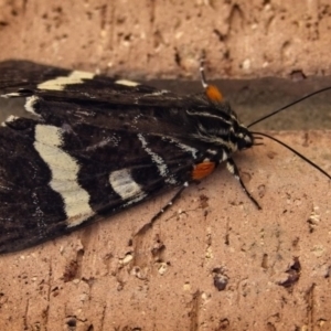 Phalaenoides glycinae at Banks, ACT - 17 Jan 2019