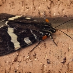 Phalaenoides glycinae (Grapevine Moth) at Banks, ACT - 17 Jan 2019 by UserfaKgHkxs