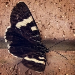 Phalaenoides glycinae at Banks, ACT - 17 Jan 2019