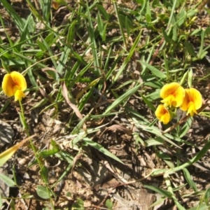 Zornia dyctiocarpa var. dyctiocarpa at Dunlop, ACT - 15 Jan 2019