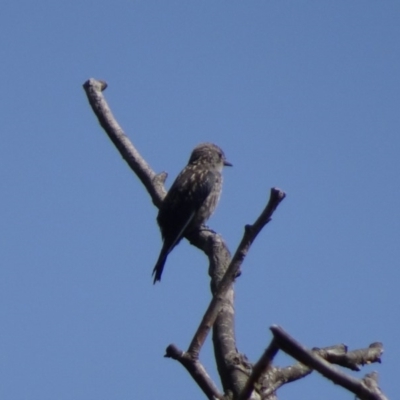 Artamus cyanopterus cyanopterus (Dusky Woodswallow) at Mount Ainslie to Black Mountain - 13 Jan 2019 by JanetRussell