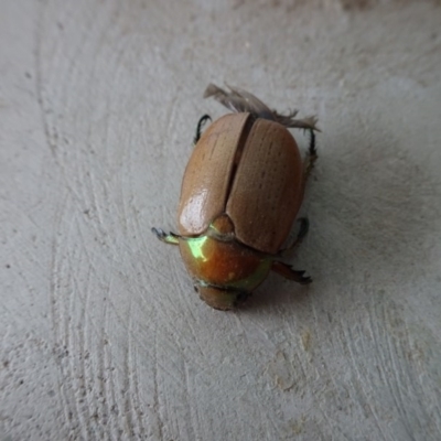 Anoplognathus brunnipennis (Green-tailed Christmas beetle) at Reid, ACT - 18 Jan 2019 by JanetRussell