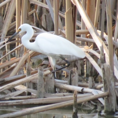 Egretta garzetta (Little Egret) at Fyshwick, ACT - 15 Jan 2019 by KumikoCallaway