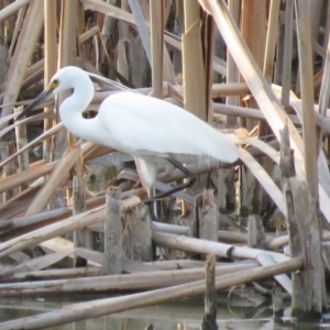 Egretta garzetta at Fyshwick, ACT - 15 Jan 2019