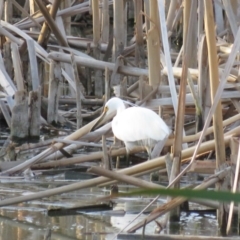 Egretta garzetta at Fyshwick, ACT - 15 Jan 2019