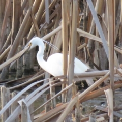 Egretta garzetta at Fyshwick, ACT - 15 Jan 2019