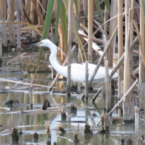 Egretta garzetta at Fyshwick, ACT - 15 Jan 2019