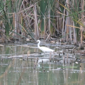 Egretta garzetta at Fyshwick, ACT - 15 Jan 2019