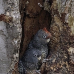 Callocephalon fimbriatum at Deakin, ACT - suppressed
