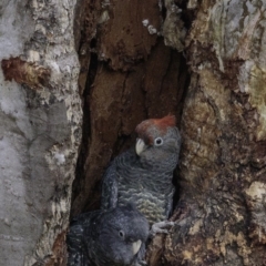 Callocephalon fimbriatum at Deakin, ACT - suppressed