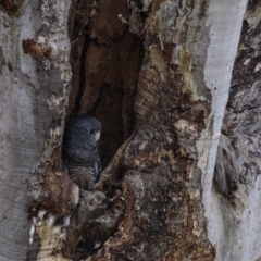 Callocephalon fimbriatum at Deakin, ACT - suppressed
