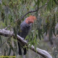 Callocephalon fimbriatum at Deakin, ACT - 19 Jan 2019