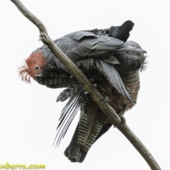 Callocephalon fimbriatum (Gang-gang Cockatoo) at Deakin, ACT - 19 Jan 2019 by JonSteinbeck