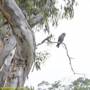 Callocephalon fimbriatum at Deakin, ACT - suppressed