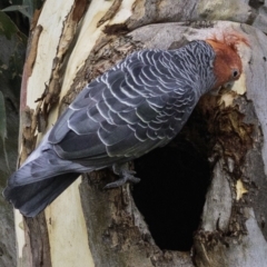 Callocephalon fimbriatum at Deakin, ACT - suppressed