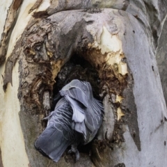 Callocephalon fimbriatum at Deakin, ACT - suppressed