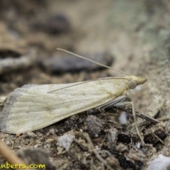 Achyra affinitalis (Cotton Web Spinner) at Red Hill Nature Reserve - 18 Jan 2019 by BIrdsinCanberra