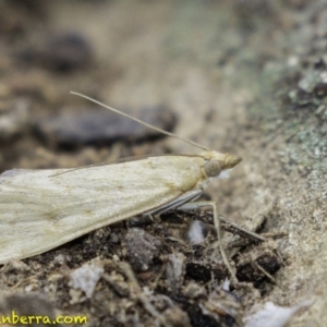 Achyra affinitalis at Hughes, ACT - 19 Jan 2019 08:54 AM