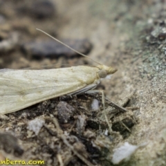 Achyra affinitalis at Hughes, ACT - 19 Jan 2019 08:54 AM