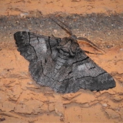 Hypobapta diffundens (Diffundens Grey) at Wanniassa, ACT - 18 Jan 2019 by JohnBundock