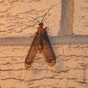 Nymphes myrmeleonoides at Wanniassa, ACT - 18 Jan 2019 10:23 PM