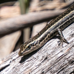 Pseudemoia spenceri at Mount Clear, ACT - 10 Jan 2019