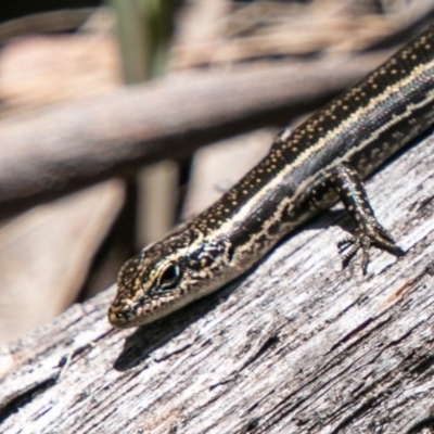 Pseudemoia spenceri (Spencer's Skink) at Namadgi National Park - 10 Jan 2019 by SWishart