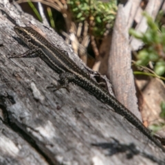 Pseudemoia spenceri at Mount Clear, ACT - 10 Jan 2019